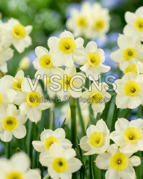 Narcissus Minnow Narcissus Minnow