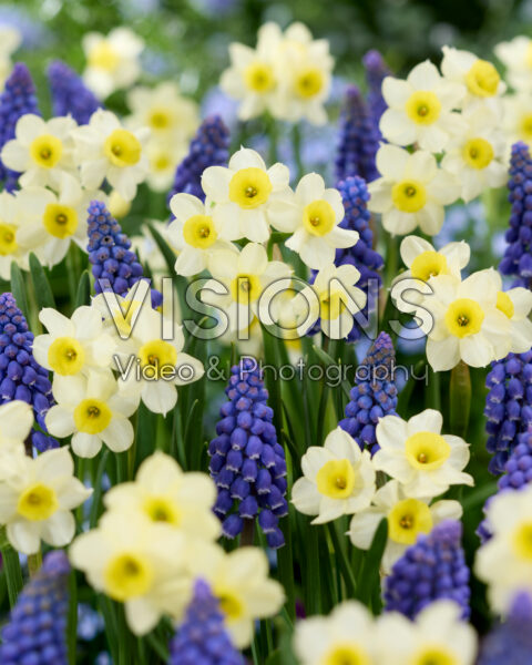 Narcissus Minnow, Muscari armeniacum
