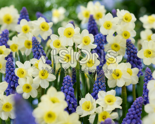 Narcissus Minnow, Muscari armeniacum Narcissus Minnow, Muscari armeniacum