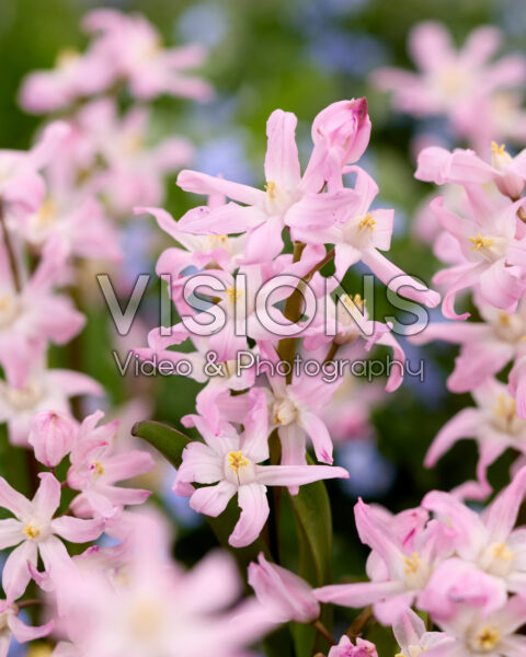 Chionodoxa forbesii Pink Giant Chionodoxa forbesii Pink Giant