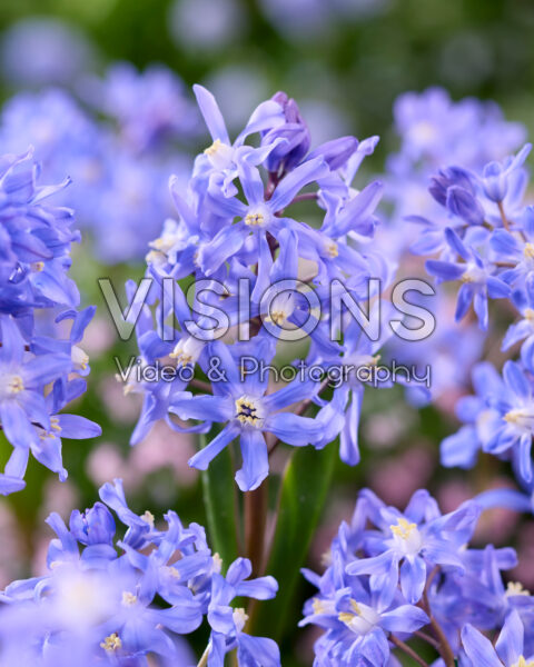 Chionodoxa sardensis Chionodoxa sardensis