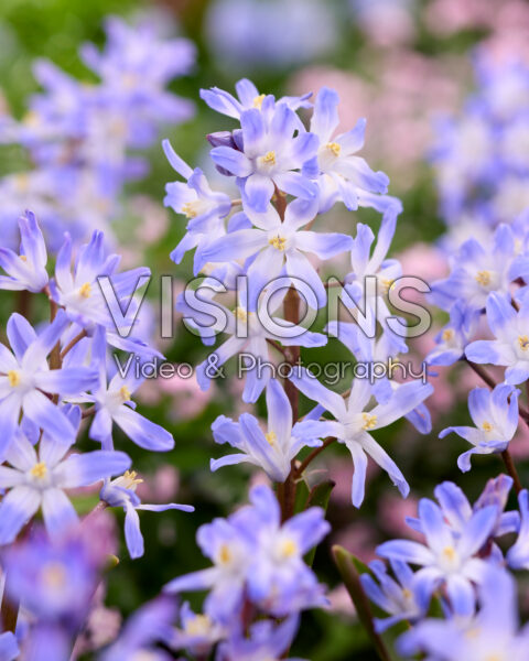 Chionodoxa forbesii Chionodoxa forbesii