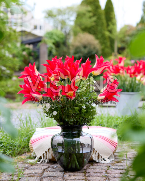Tulipa Love Story Tulipa Love Story