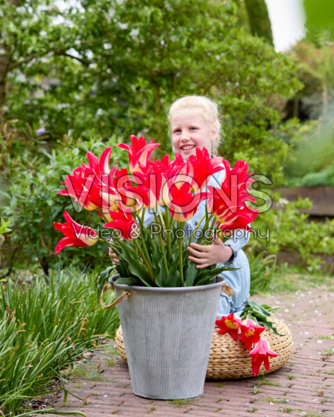 Girl with Tulipa Love Story Girl with Tulipa Love Story
