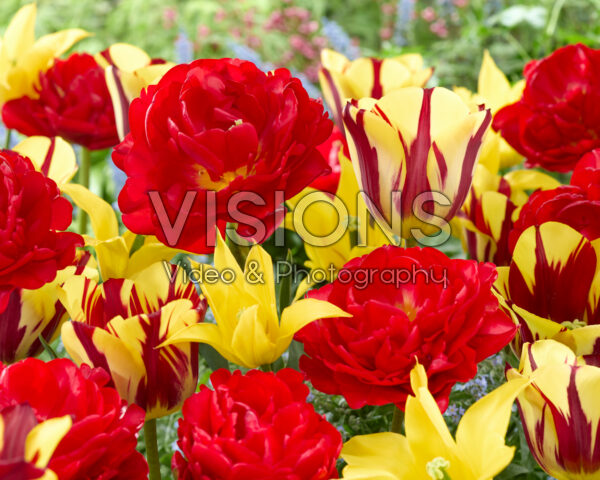 Tulipa mix rood en geel Tulipa mix rood en geel