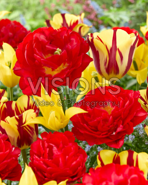 Tulipa mix red and yellow Tulipa mix red and yellow