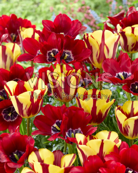 Tulipa Fiery Club, Helmar Tulipa Fiery Club, Helmar