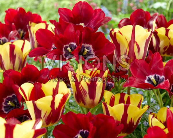 Tulipa Fiery Club, Helmar Tulipa Fiery Club, Helmar