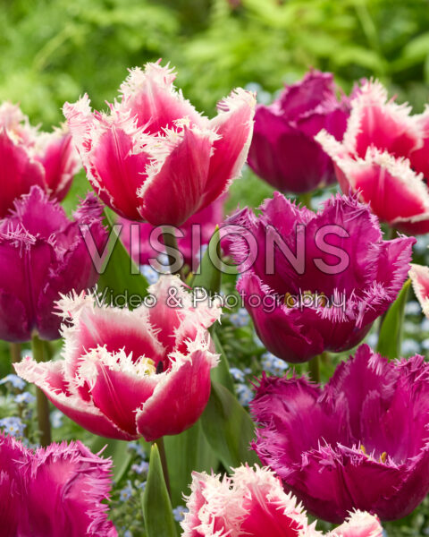 Tulipa San Stefano, San Clemente Tulipa San Stefano, San Clemente