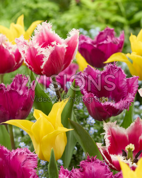 Tulipa mix