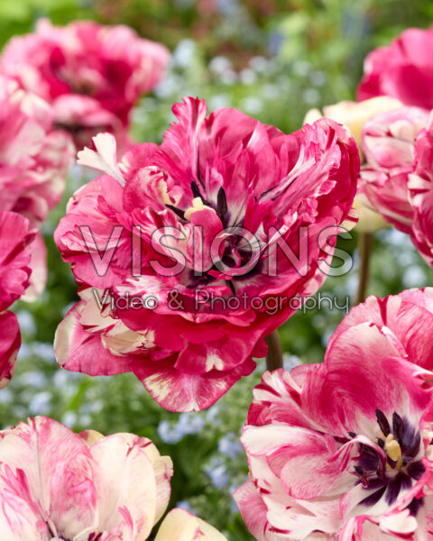 Tulipa Jonquieres Tulipa Jonquieres