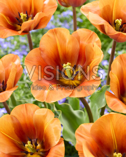 Tulipa Cairo Tulipa Cairo