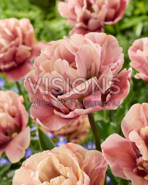 Tulipa La Belle Epoque Tulipa La Belle Epoque