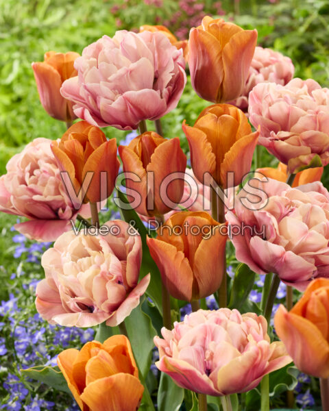 Tulipa Cairo, La Belle Epoque Tulipa Cairo, La Belle Epoque