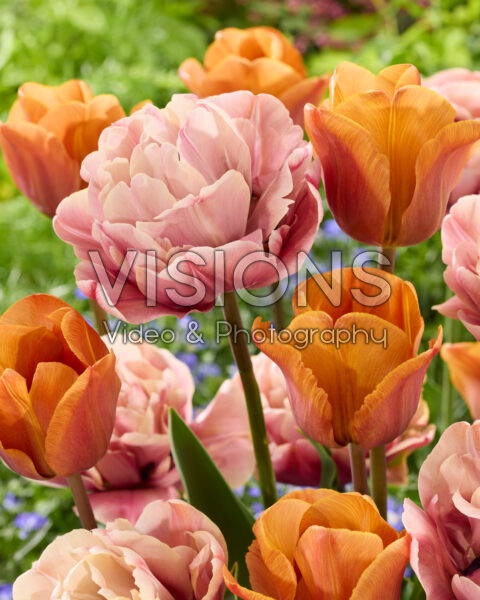Tulipa Cairo, La Belle Epoque Tulipa Cairo, La Belle Epoque