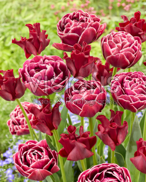 Tulipa Red Dress, Dream Touch Tulipa Red Dress, Dream Touch