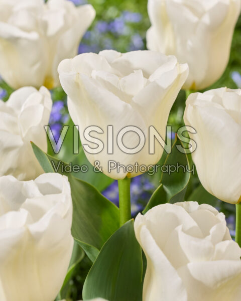 Tulipa Calgary Tulipa Calgary
