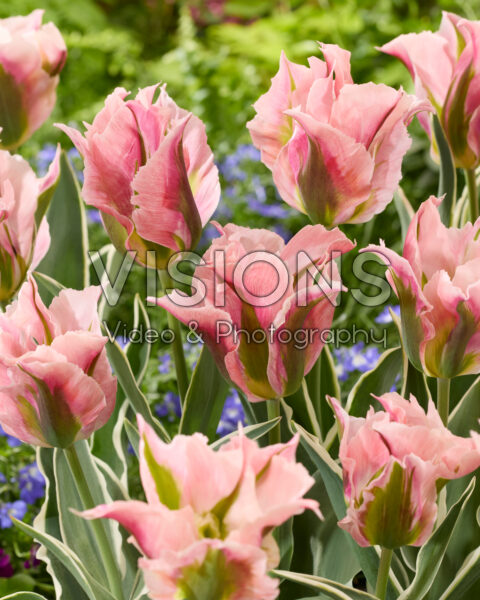 Tulipa China Town Tulipa China Town
