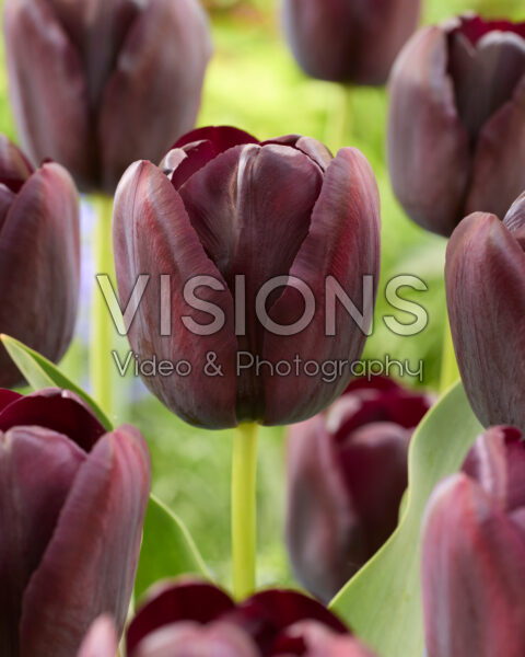 Tulipa Queen of Night Tulipa Queen of Night
