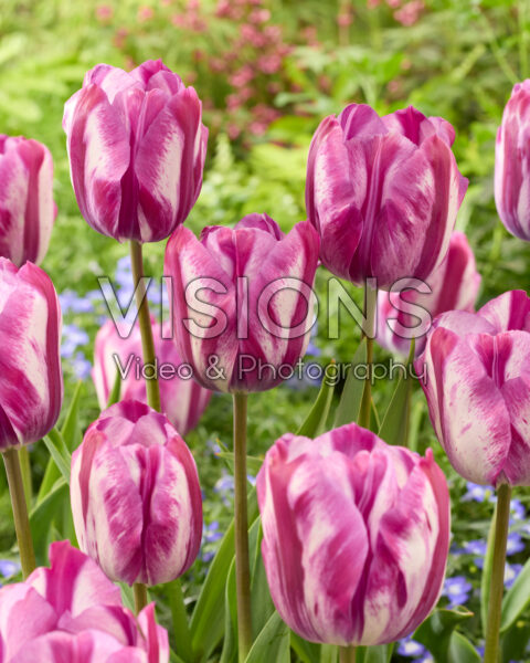 Tulipa Ohio Tulipa Ohio