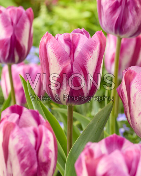Tulipa Ohio Tulipa Ohio
