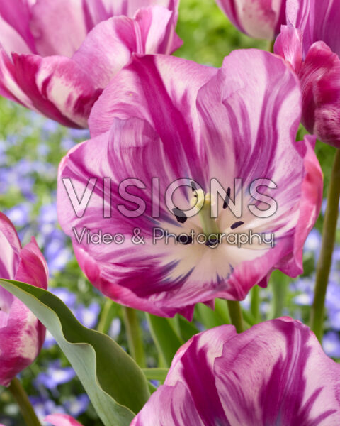Tulipa Ohio Tulipa Ohio