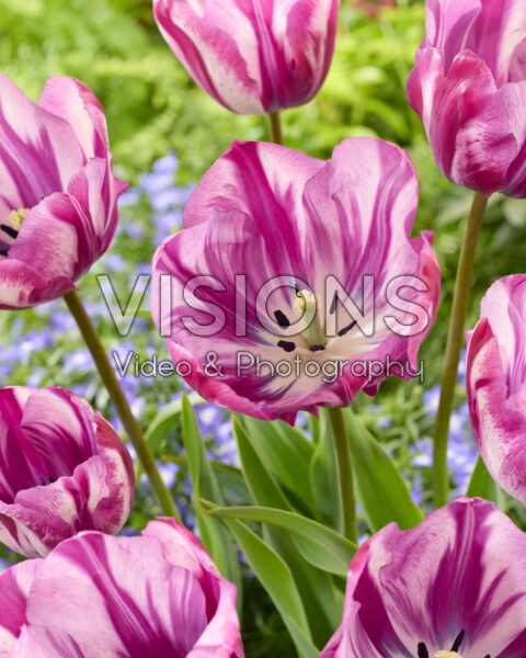 Tulipa Ohio Tulipa Ohio