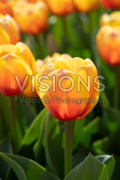 Tulipa Marit Tulipa Marit