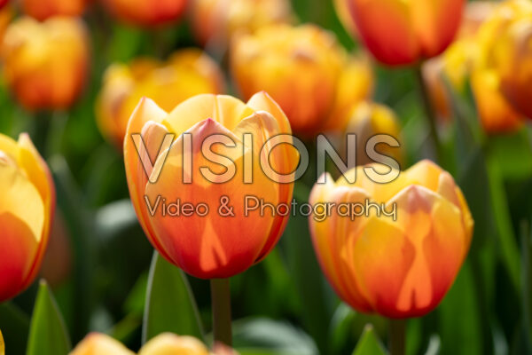 Tulipa Marit Tulipa Marit