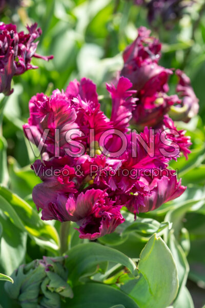 Tulipa Parrot Negrita Tulipa Parrot Negrita