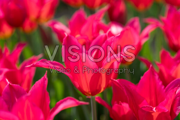 Tulipa Queen Rania Tulipa Queen Rania