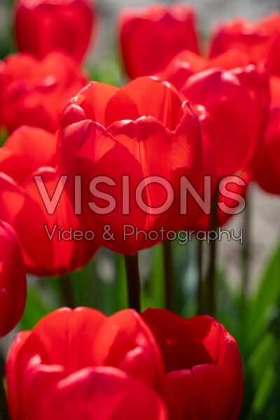 Tulipa Cherry Delight Tulipa Cherry Delight