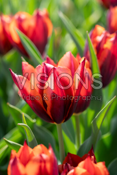 Tulipa Slawa Tulipa Slawa