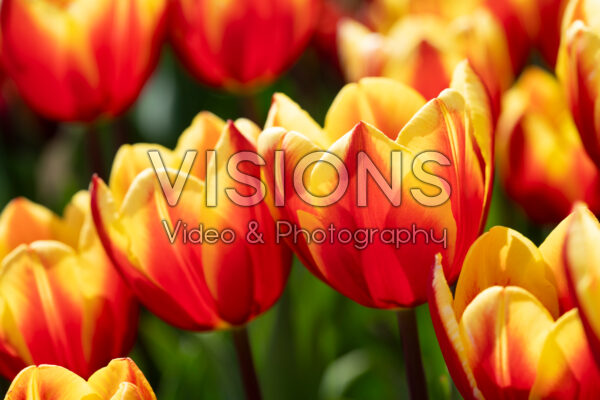 Tulipa Jan Seignette Tulipa Jan Seignette