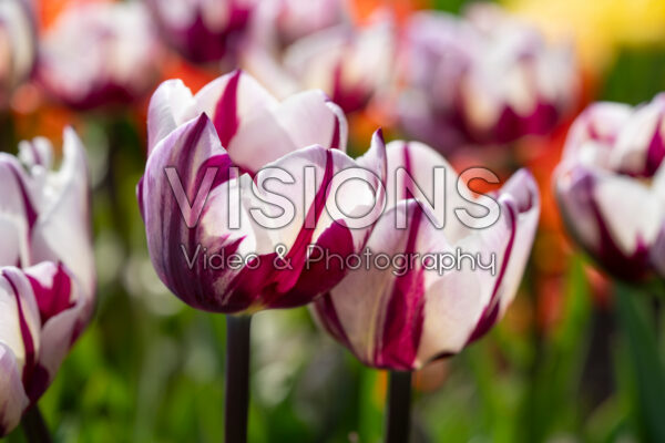 Tulipa Rems Favourite Tulipa Rems Favourite