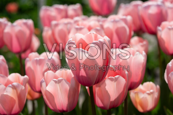 Tulipa Salmon Impression Tulipa Salmon Impression