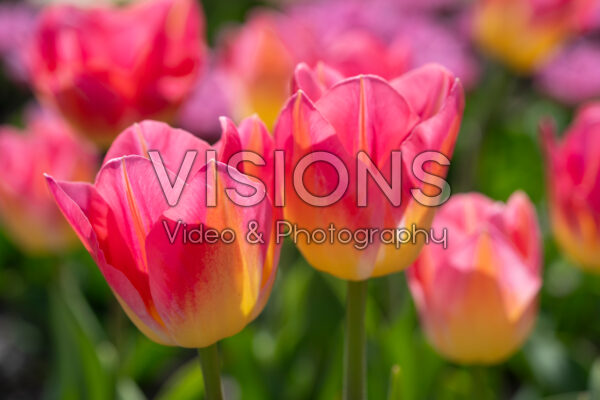 Tulipa Tom Pouce Tulipa Tom Pouce