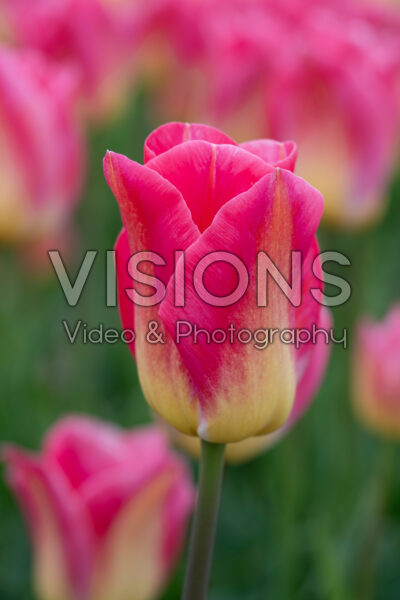 Tulipa Tom Pouce Tulipa Tom Pouce