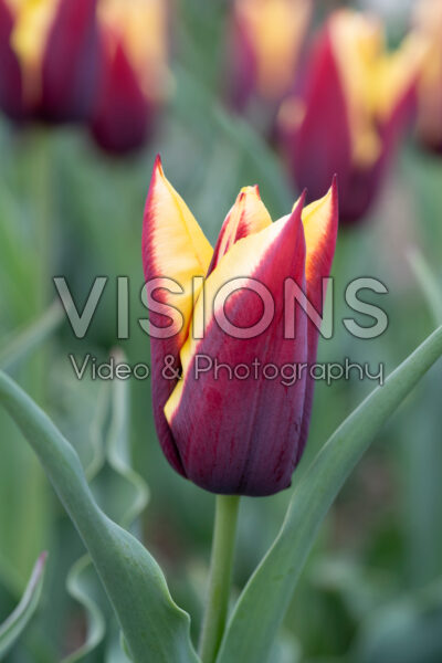 Tulipa Gavota Tulipa Gavota