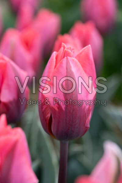 Tulipa Pretty Princess