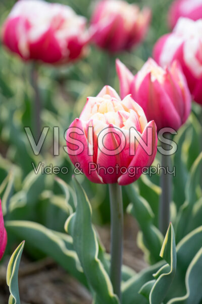 Tulipa Toplips Tulipa Toplips