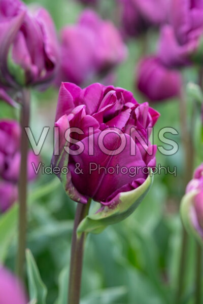 Tulipa Negrita Double Tulipa Negrita Double