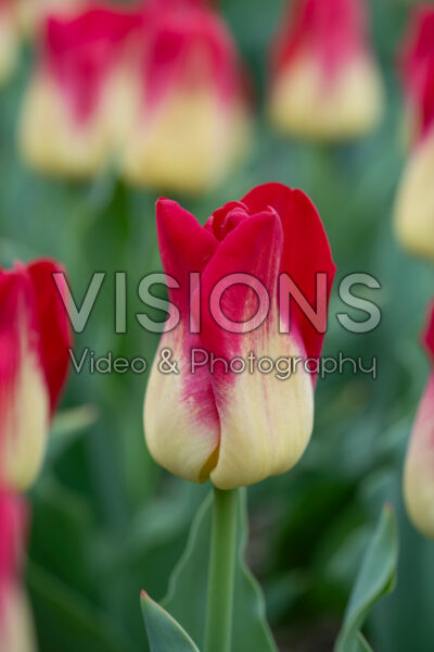 Tulipa Match Tulipa Match