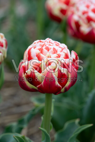Tulipa Everton Tulipa Everton