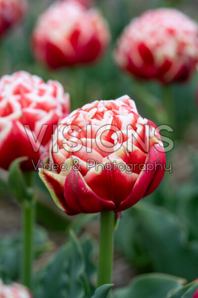 Tulipa Everton Tulipa Everton