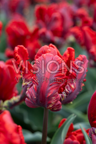 Tulipa Rococo Tulipa Rococo