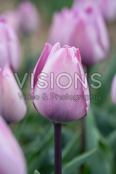 Tulipa Jacuzzi Tulipa Jacuzzi