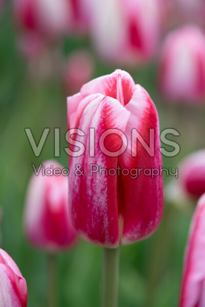Tulipa Circuit Tulipa Circuit