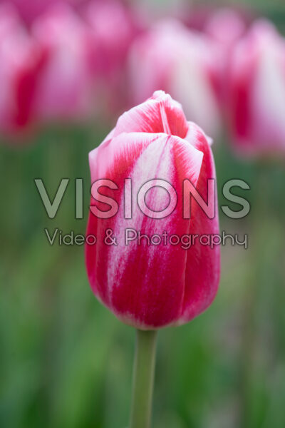 Tulipa Circuit Tulipa Circuit