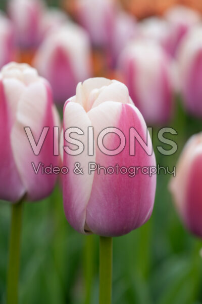 Tulipa Royal Pride Tulipa Royal Pride